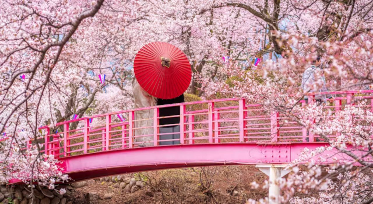 Tiempo de Sakura: disfrutemos de las flores de cerezo y sus saludables frutos